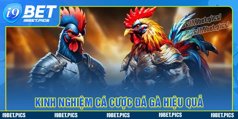 Kinh nghiệm tham gia cá cược đá gà tại i9bet