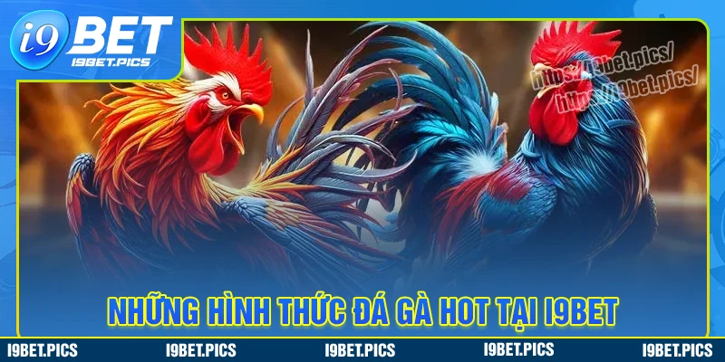 Một số hình thức chọi kê hot tại đá gà i9bet